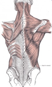 Exposed muscles that are related to remedial massage